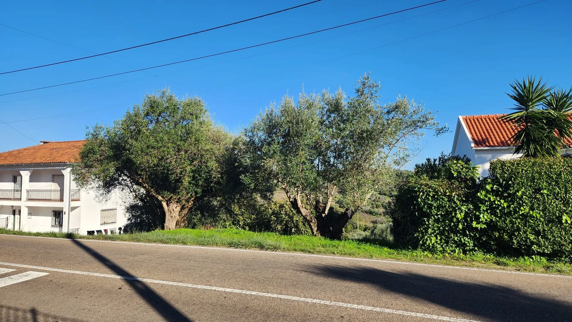 Terreno,  Nicho dos Rodrigos, Torres Novas