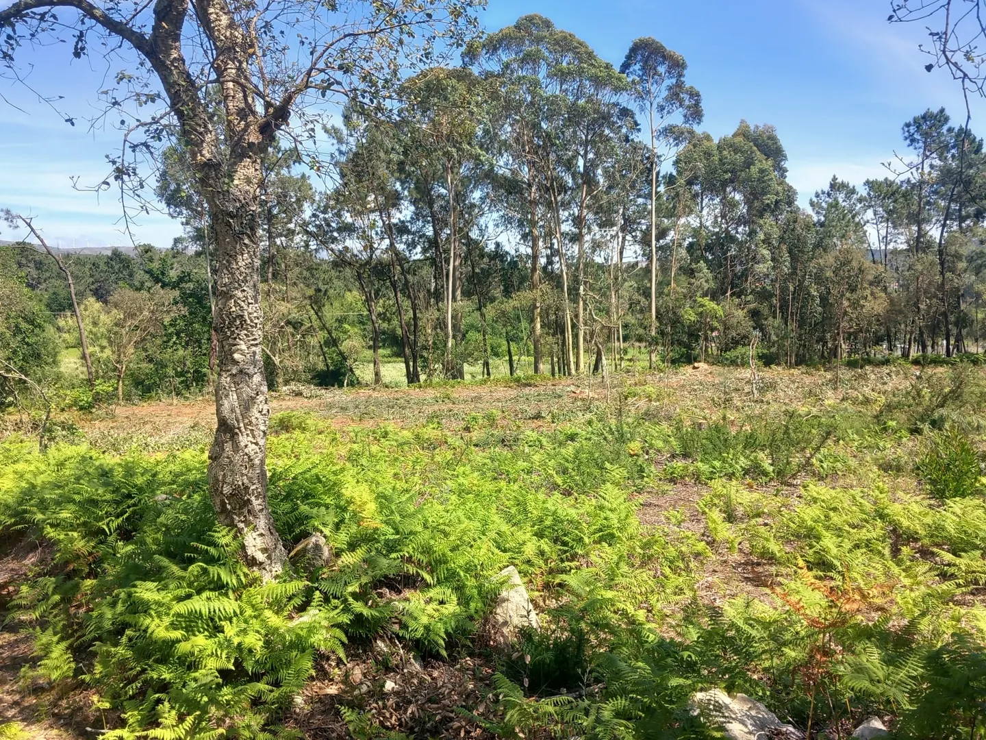 Terreno