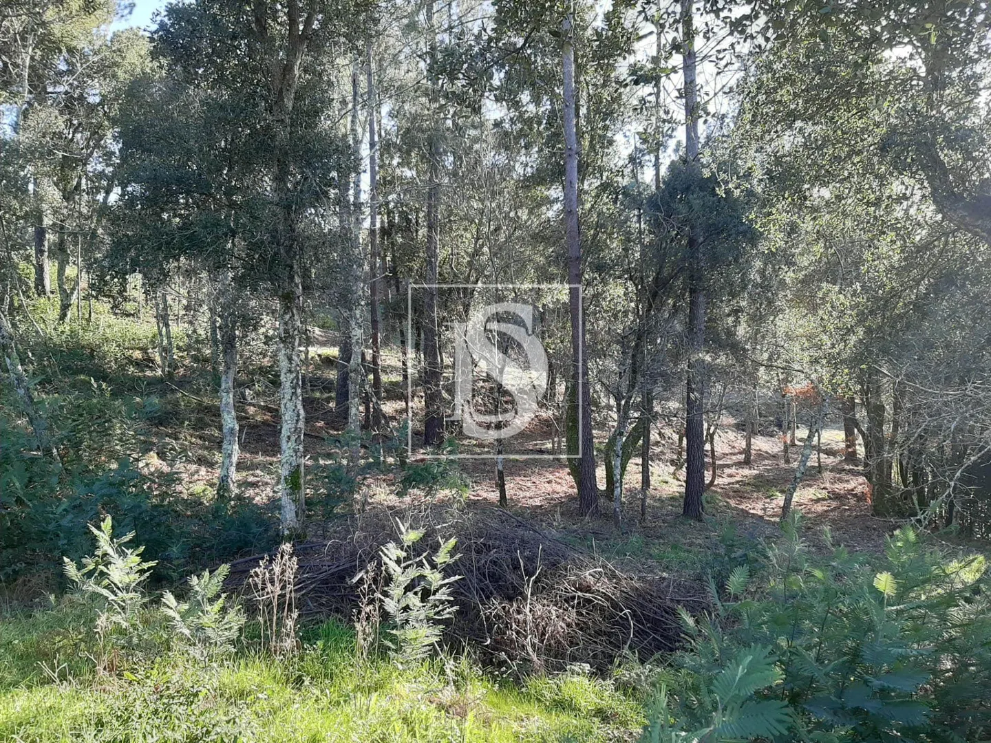 Terreno