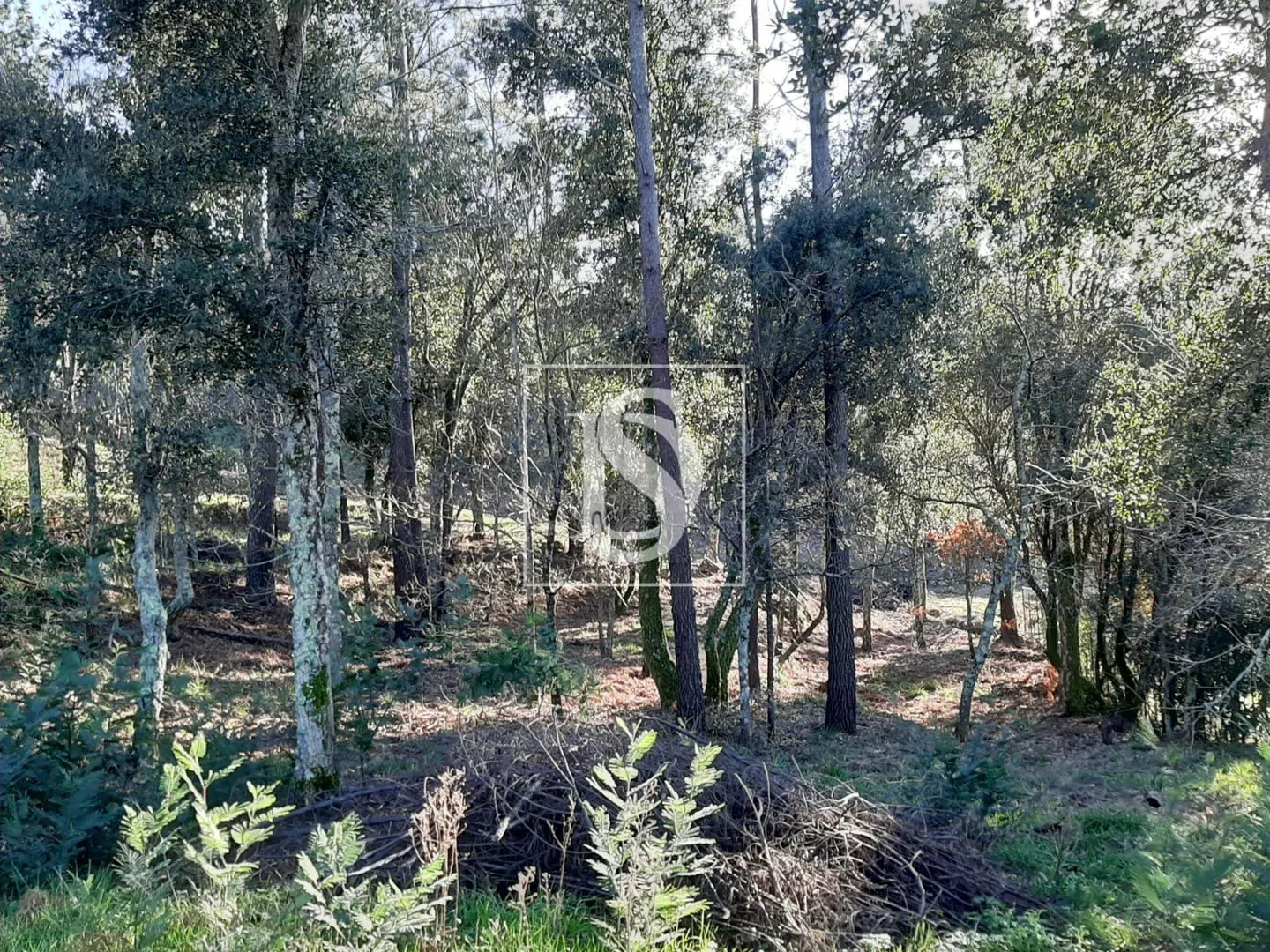 Terreno