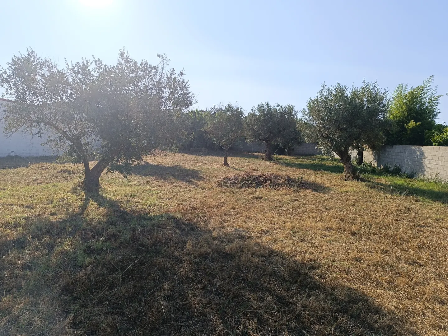 Terreno