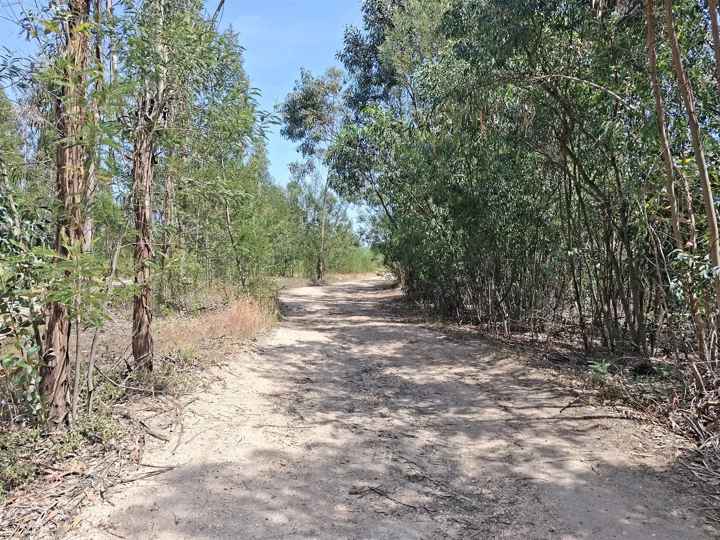 Propriedade Única com 2 Casas para Recuperação e Terreno de 2,6 Hectares