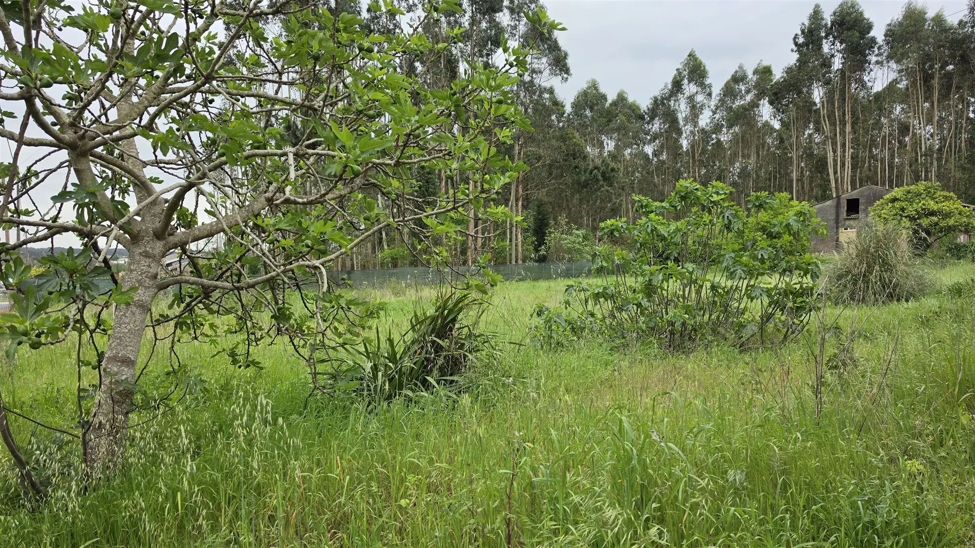 Terreno