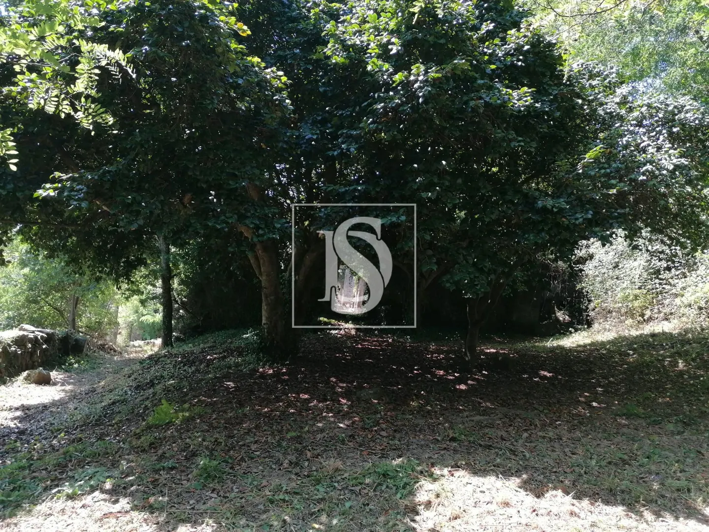 Quinta