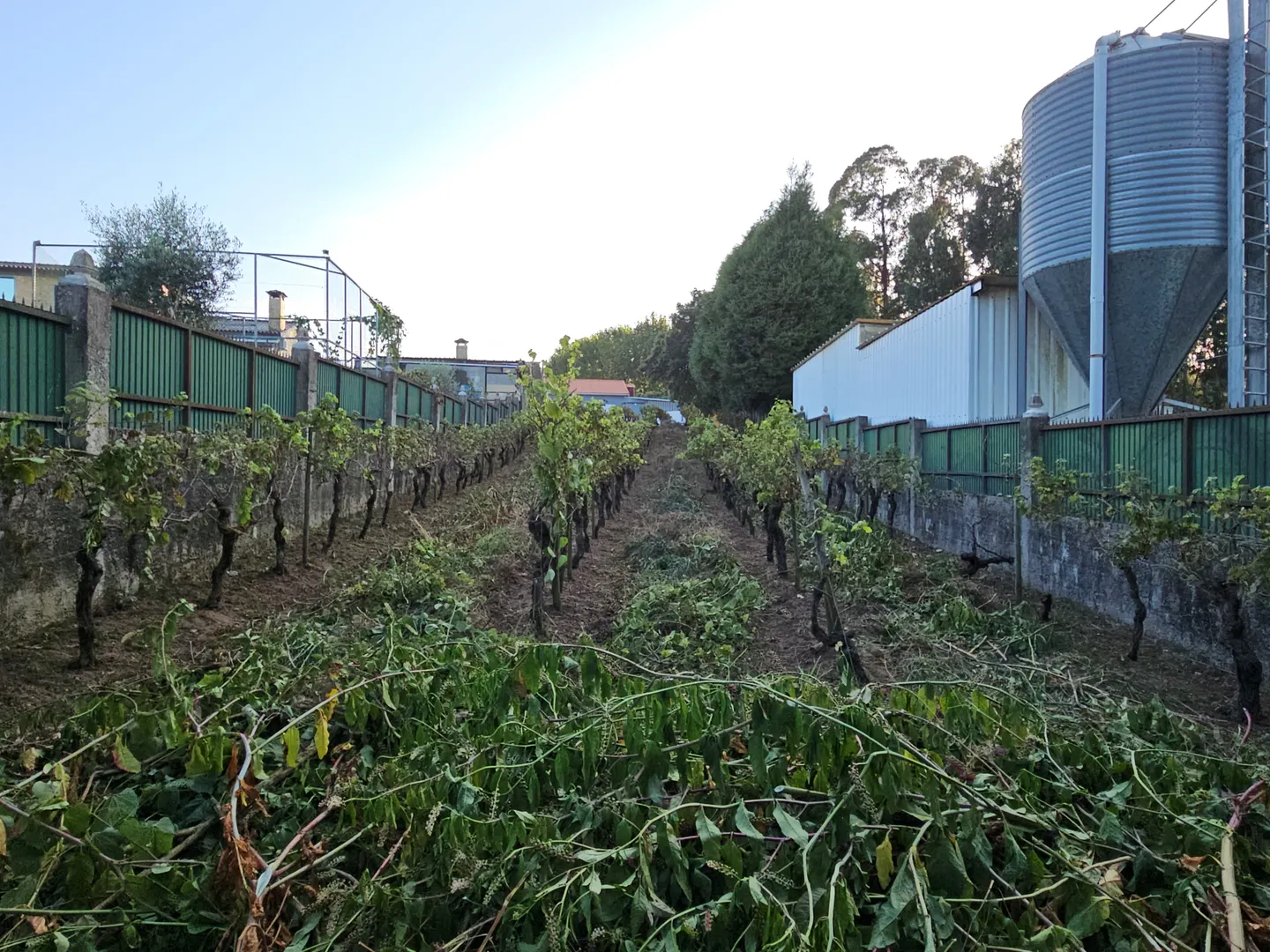 Terreno