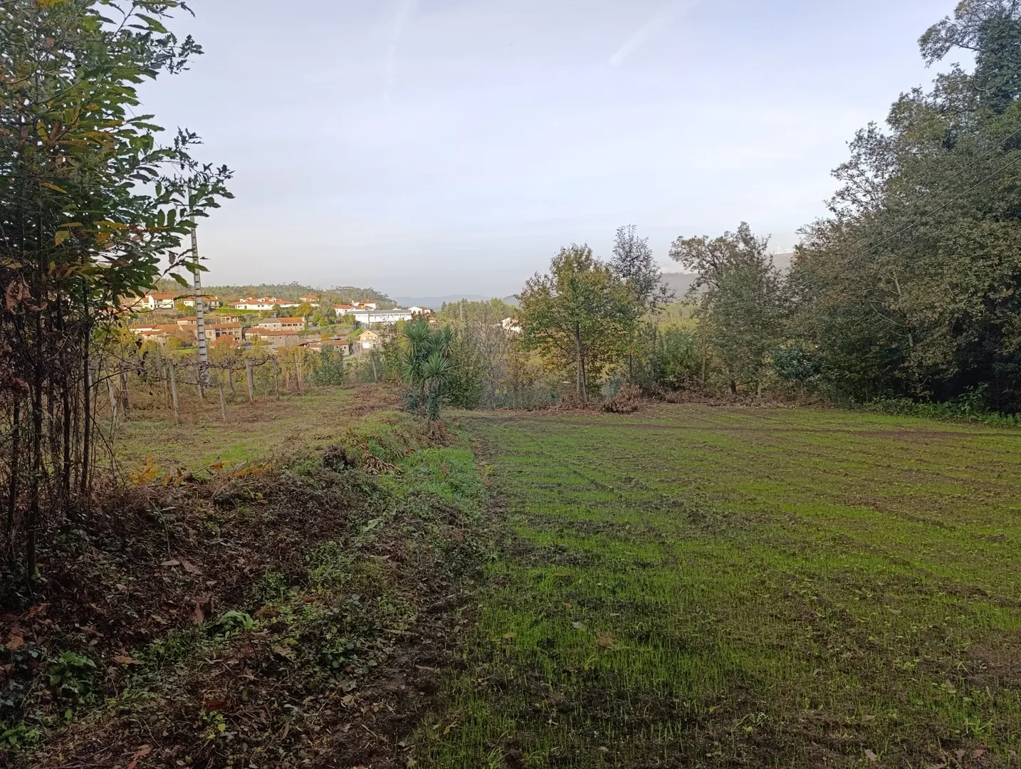 Terreno
