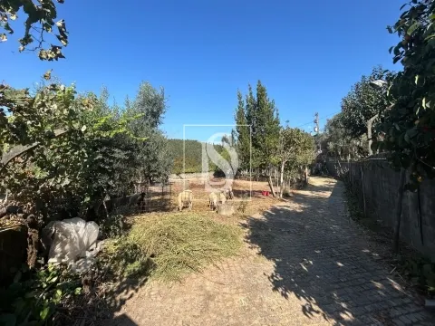Terreno