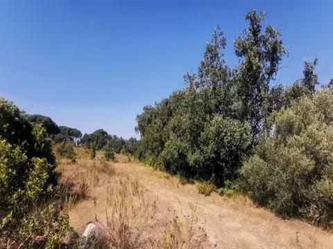 Terreno