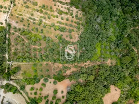 Terreno Rústico, Olaia e Paço, Torres Novas