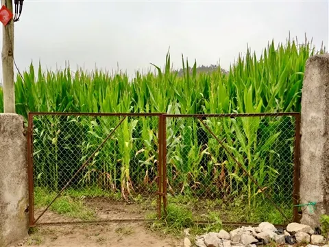 Terreno Urbano