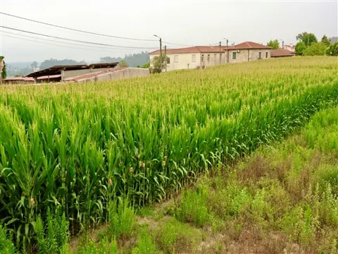 Terreno Urbano