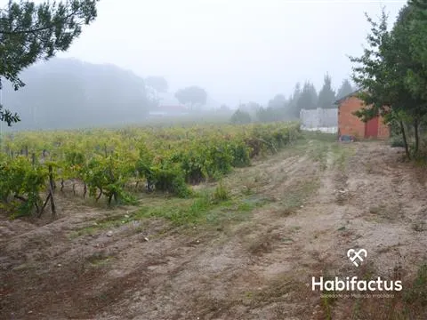 Terrain rural