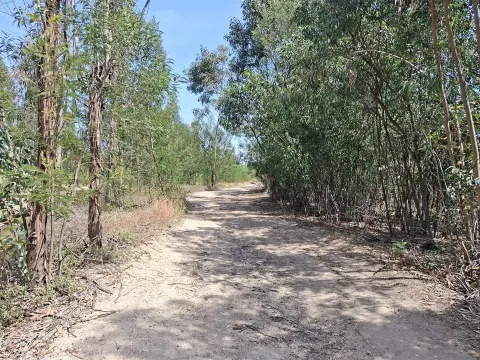 Propriedade Única com 2 Casas para Recuperação e Terreno de 2,6 Hectares
