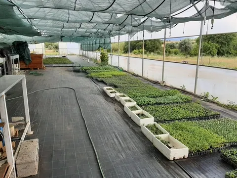 Quinta