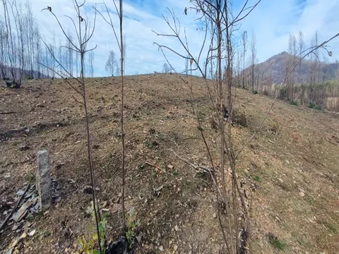 Terreno
