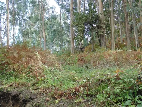 Terreno