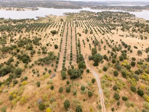 Terreno Agrícola com Olival com 14000m2 Barragem de Alqueva– Ferreira de Capelins, Alandroal