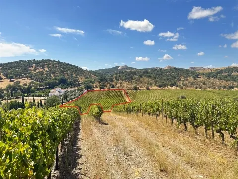 &#21338;&#23572;&#24052;&#30340; Rainfed Vineyard - &#20301;&#20110;&#38463;&#36830;&#29305;&#33593;&#20013;&#24515;&#30340;&#29420;&#29305;&#20307;&#39564;