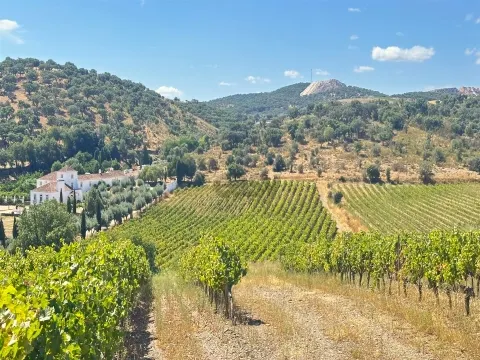 &#21338;&#23572;&#24052;&#30340; Rainfed Vineyard - &#20301;&#20110;&#38463;&#36830;&#29305;&#33593;&#20013;&#24515;&#30340;&#29420;&#29305;&#20307;&#39564;