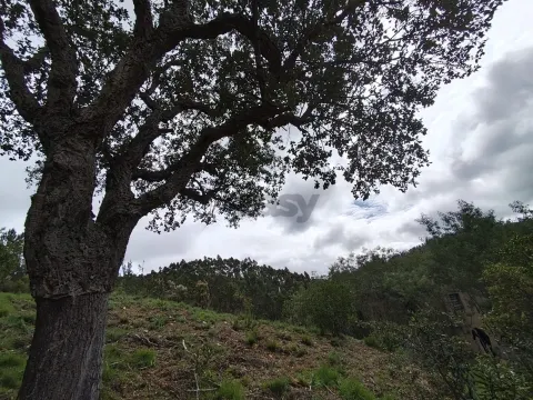 1 hora do aeroporto de faro e menos de 30 min das praias, terreno com 1,9 ha e Edificação