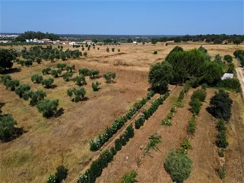 Propriedade rústica com 2,25 hectares integrada no regadio do Alqueva, Alvalade