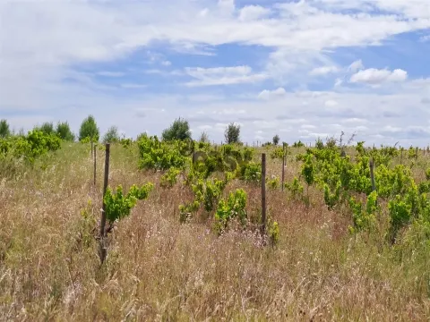 Vinha com 3 hectares na Região Vinícola da Vidigueira