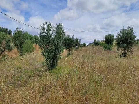 Terreno Rústico para Venda na Vidigueira com 10 000 m²