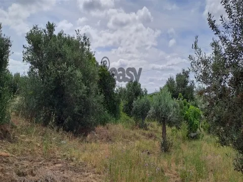 Terreno Rústico para Venda na Vidigueira com 10 000 m²