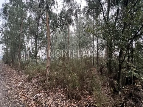 Terreno Rústico com 4.200 m² – Covelas, Trofa