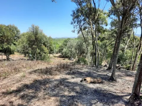 Terreno Rústico com 11 640 m2 em Aljezur