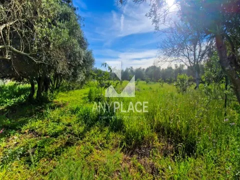 &#1047;&#1077;&#1084;&#1077;&#1083;&#1100;&#1085;&#1099;&#1081; &#1091;&#1095;&#1072;&#1089;&#1090;&#1086;&#1082;, &#1088;&#1072;&#1089;&#1087;&#1086;&#1083;&#1086;&#1078;&#1077;&#1085;&#1085;&#1099;&#1081; &#1074; &#1043;&#1086;&#1083;&#1076;&#1088;&#1077;, &#1089; &#1086;&#1090;&#1083;&#1080;&#1095;&#1085;&#1099;&#1084; &#1087;&#1086;&#1090;&#1077;&#1085;&#1094;&#1080;&#1072;&#1083;&#1086;&#1084; &#1076;&#1083;&#1103; &#1089;&#1090;&#1088;&#1086;&#1080;&#1090;&#1077;&#1083;&#1100;&#1089;&#1090;&#1074;&#1072; &#1076;&#1074;&#1091;&#1093; &#1087;&#1088;&#1077;&#1089;&#1090;&#1080;&#1078;&#1085;&#1099;&#1093; &#1074;&#1080;&#1083;&#1083;.