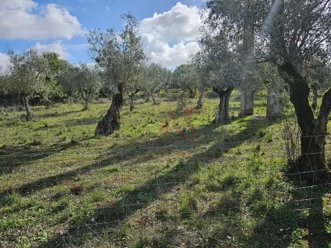Terreno Rústico com 17.143 m² e com Olival em Nossa Senhora da Conceição, Vila Viçosa