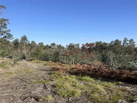Terreno para Construção em Sanfins – 5.300 m² | Excelente Oportunidade