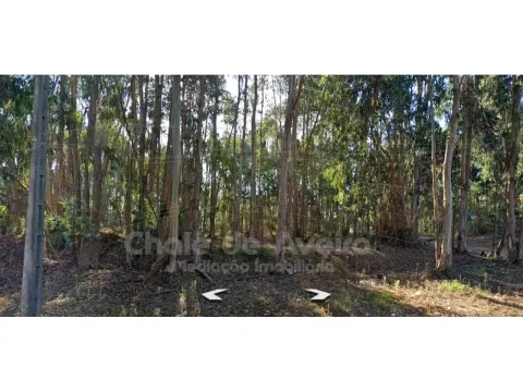 Terrain