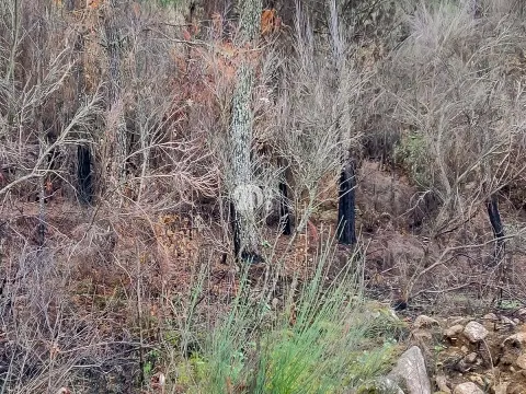 Terreno 15.844m² - Távora