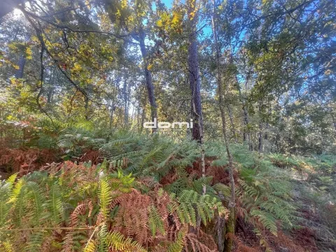 Pinhal para venda em São Pedro do Sul