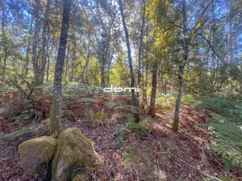 Pinhal para venda em São Pedro do Sul