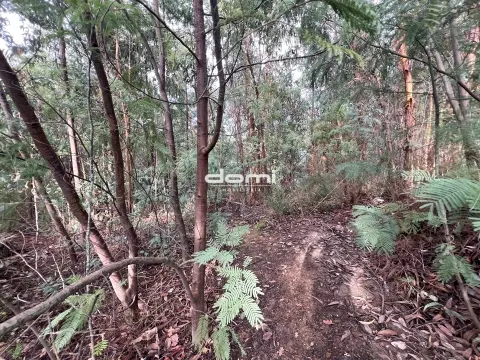 Pinhal com 11.413 m² em Vouzela🌲