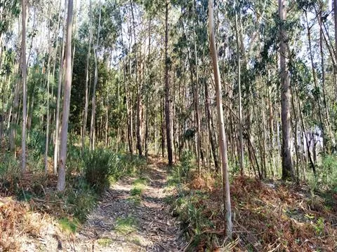 terreno caminha - santo antão