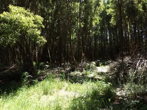 terreno Moledo- cristelo