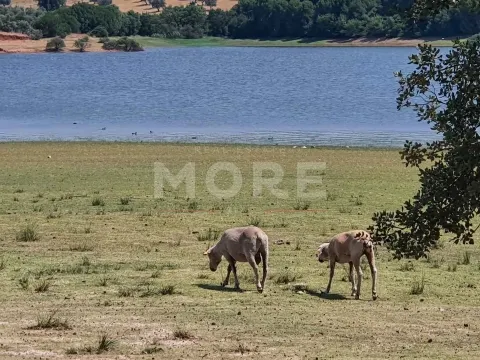 Herdade - 31,5 hectares - Torrão