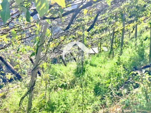 Terreno Rústico para construir, junto à Laurisilva