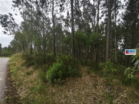 Terreno c/ possibilidade de Construção | 2542 m² | Vila Nova de Poiares
