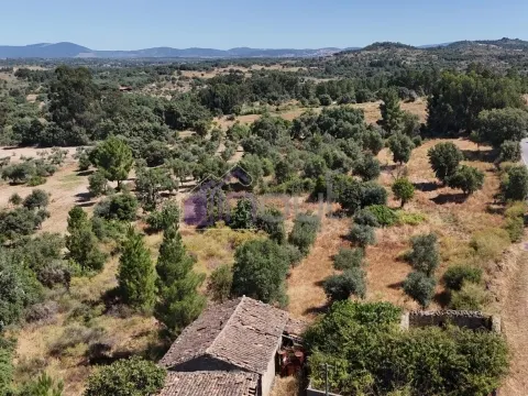 &#127807; Terreno Rústico com Palheiro, Poço e Árvores de Fruto – Bemposta &#124; 27.000&#8239;€ &#127807;