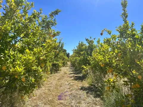 Quinta