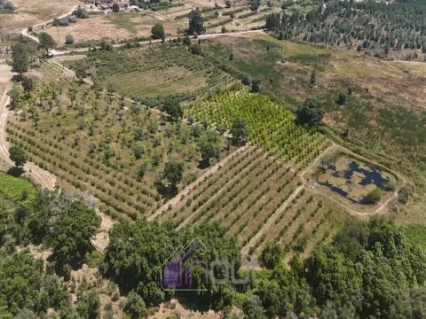 Quinta