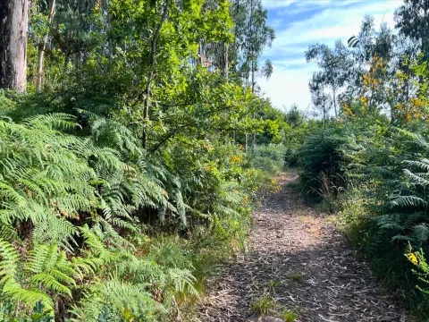Terreno Rústico com 4640m2 em Lamoso, Paços de Ferreira