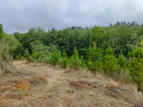 Quinta com 6ha em Penalva do Castelo