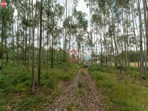 Terreno-Quinta com 8.000m2 em Lever