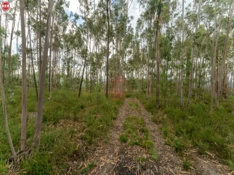 Terreno-Quinta com 8.000m2 em Lever